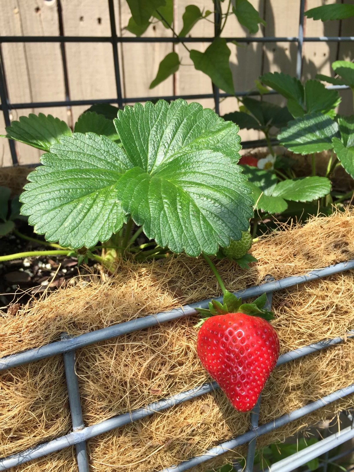Strawberries thriving after winter